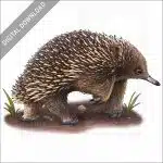 Short-Beaked Echidna stock image