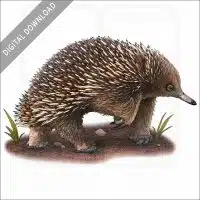 Short-Beaked Echidna stock image