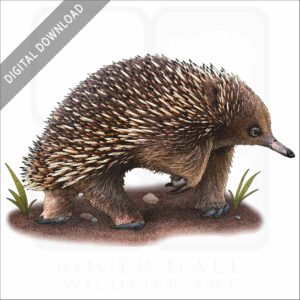 Short-Beaked Echidna stock image