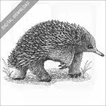 Short-Beaked Echidna