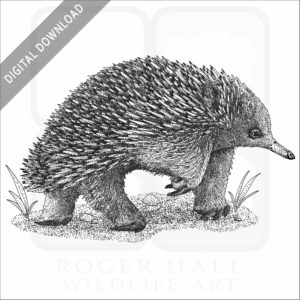Short-Beaked Echidna