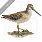 Short-Billed Dowitcher stock image