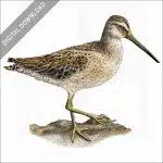 Short-Billed Dowitcher stock image