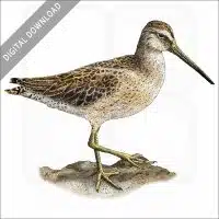 Short-Billed Dowitcher stock image