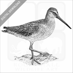 Short-Billed Dowitcher