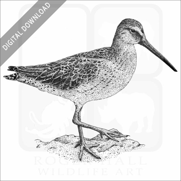 Short-Billed Dowitcher