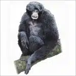 Siamang illustration