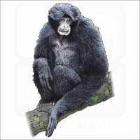 Siamang illustration