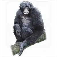 Siamang illustration