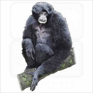 Siamang illustration