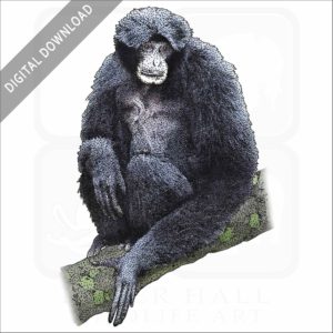 Siamang stock image