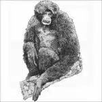 Siamang