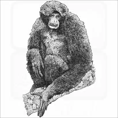 Siamang