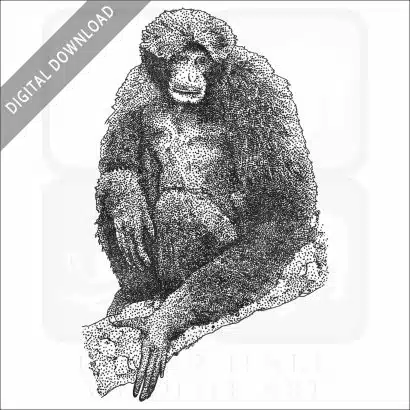 Siamang
