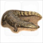 Siamese Crocodile illustration