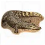 Siamese Crocodile illustration