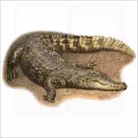 Siamese Crocodile illustration