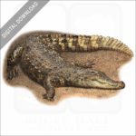 Siamese Crocodile stock image