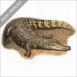 Siamese Crocodile stock image