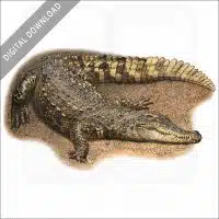 Siamese Crocodile stock image