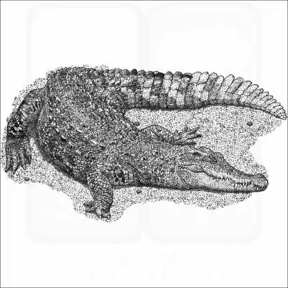 Siamese Crocodile