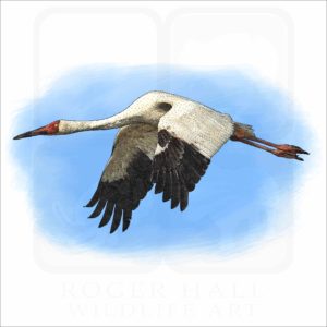 Siberian Crane illustration
