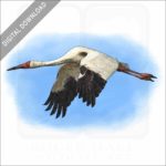 Siberian Crane stock image