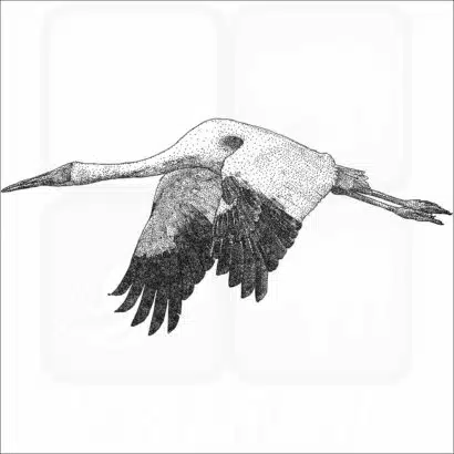 Siberian Crane
