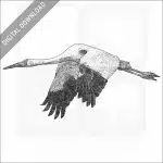 Siberian Crane