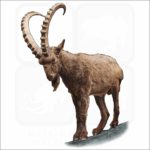 Siberian Ibex illustration
