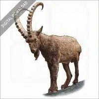 Siberian Ibex stock image