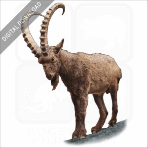 Siberian Ibex stock image