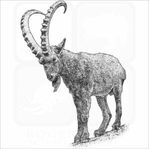 Siberian Ibex