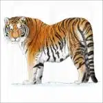 Amur or Siberian Tiger illustration