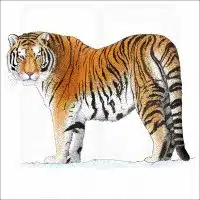 Amur or Siberian Tiger illustration