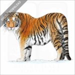 Siberian or Amur Tiger stock image