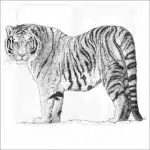 Amur or Siberian Tiger