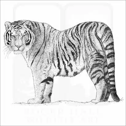Amur or Siberian Tiger