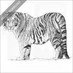 Siberian or Amur Tiger