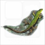 Sicilian Wall Lizard illustration