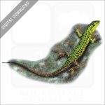 Sicilian Wall Lizard stock image