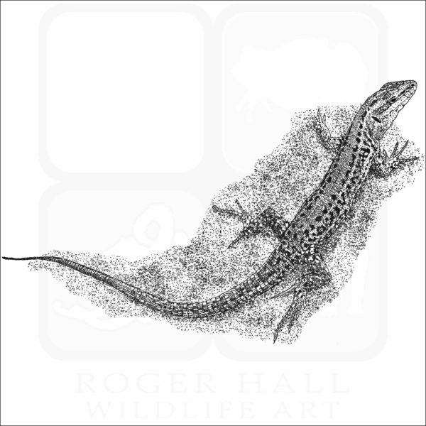 Sicilian Wall Lizard