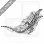 Sicilian Wall Lizard