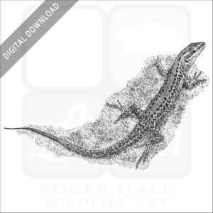 Sicilian Wall Lizard