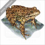 Sierra Nevada Mountain Yellow-Legged Frog stock image