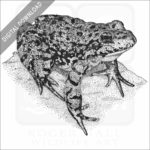 Sierra Nevada Mountain Yellow-Legged Frog