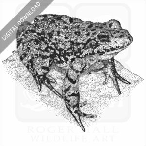 Sierra Nevada Mountain Yellow-Legged Frog