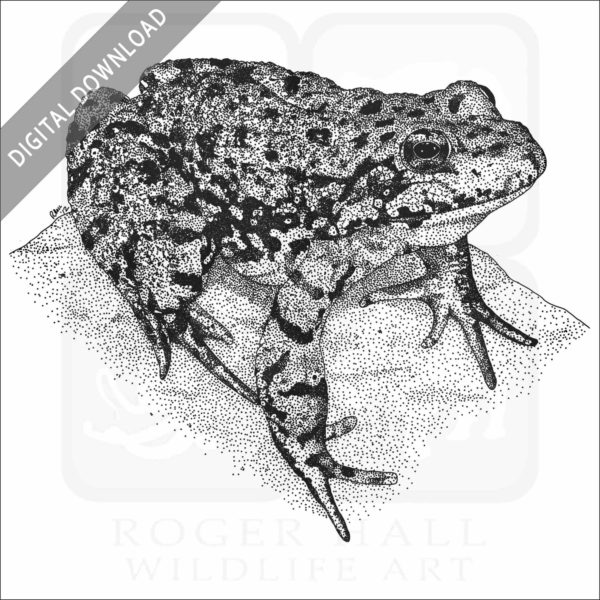 Sierra Nevada Mountain Yellow-Legged Frog