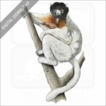 Crowned Sifaka Lemur stock image