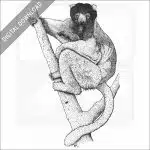 Crowned Sifaka Lemur